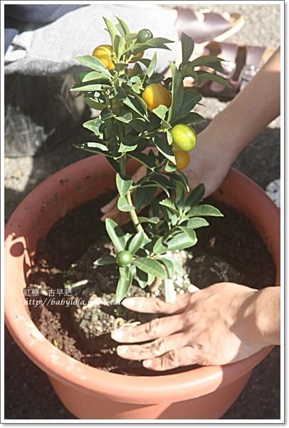 古早肥.让花儿有个营养的家